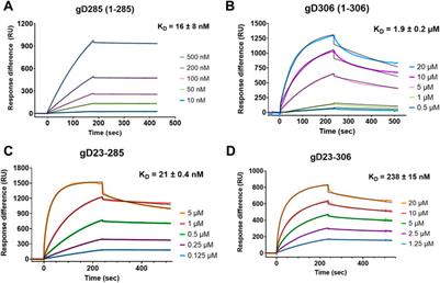 Molecular determinants of the interaction between HSV-1 glycoprotein D and heparan sulfate